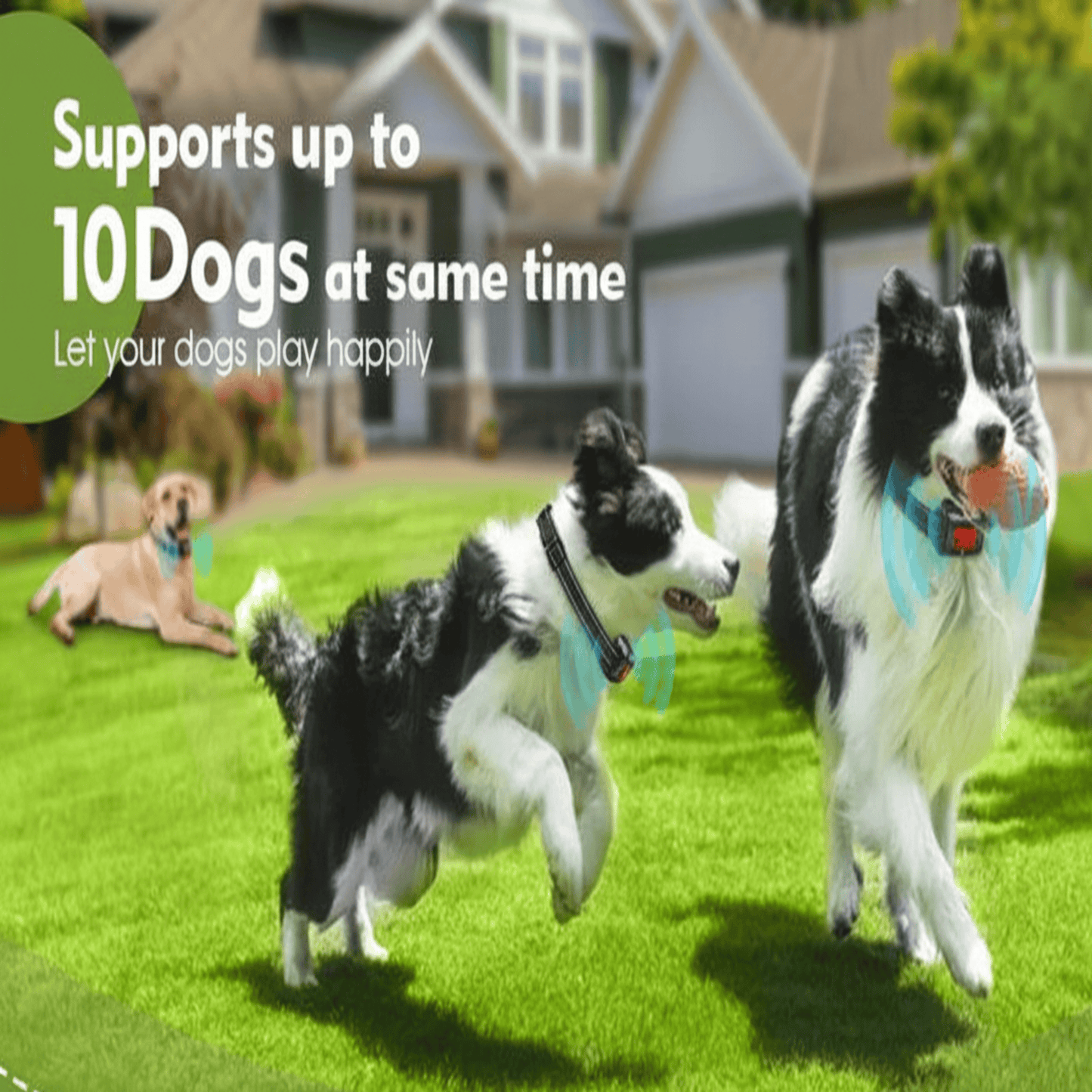 Freedom GPS Dog Fence System